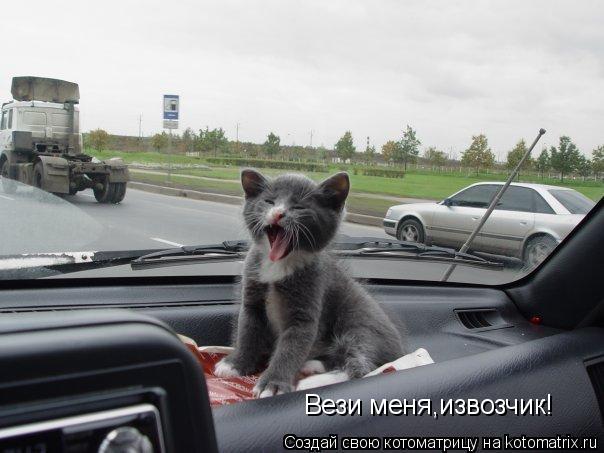 Котоматрица: Вези меня,извозчик!