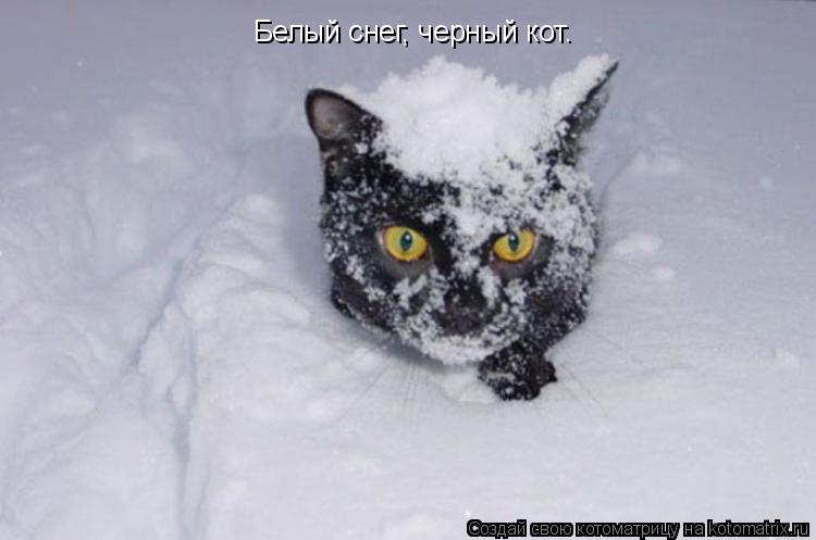 Котоматрица: Белый снег, черный кот.