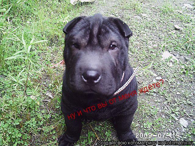 Котоматрица: ну и что вы от меня ждёте?