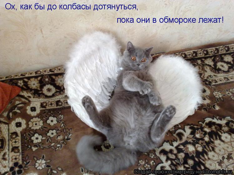 Котоматрица: Ох, как бы до колбасы дотянуться,  пока они в обмороке лежат!
