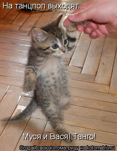 Котоматрица: На танцпол выходят...  Муся и Вася! Танго!
