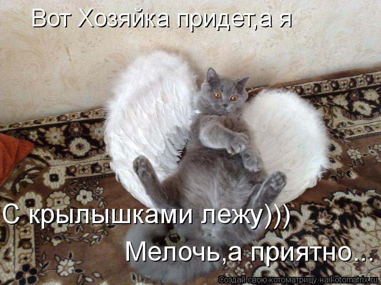 Котоматрица: Вот Хозяйка придет,а я C крылышками лежу))) Мелочь,а приятно...