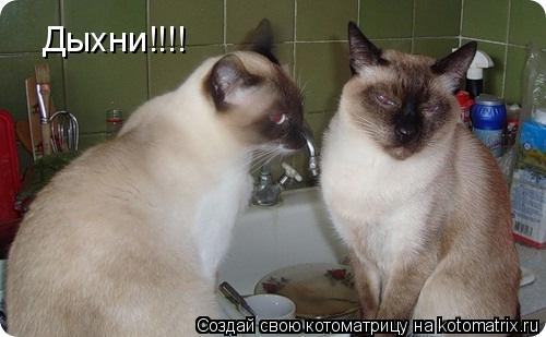 Котоматрица: Дыхни!!!!