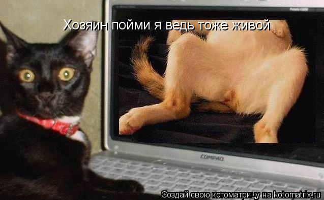 Котоматрица: Хозяин пойми я ведь тоже живой