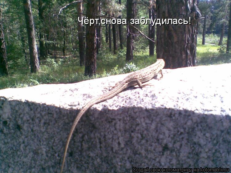 Котоматрица: Чёрт,снова заблудилась!