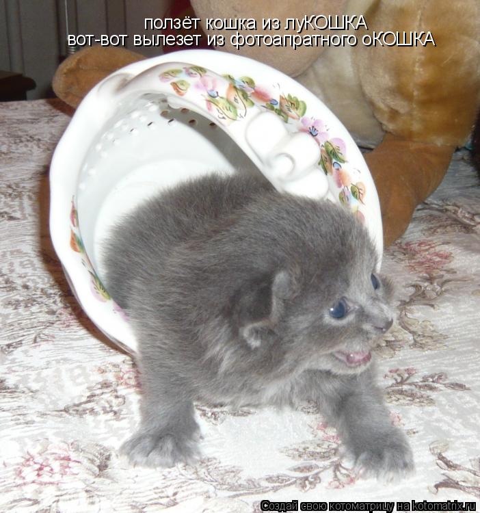 Котоматрица: ползёт кошка из луКОШКА вот-вот вылезет из фотоапратного оКОШКА