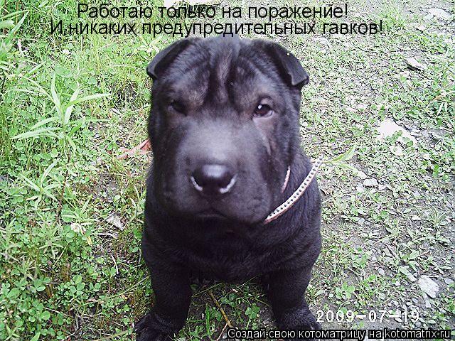 Работаю только на поражение! И никаких предупредительных гавков!... Котоматрица: Работаю только на поражение! И никаких предупредительных гавков!