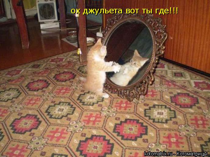 Котоматрица: ох джульета вот ты где!!!