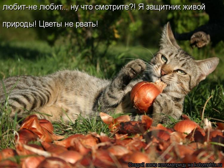 Котоматрица: любит-не любит... ну что смотрите?! Я защитник живой природы! Цветы не рвать!