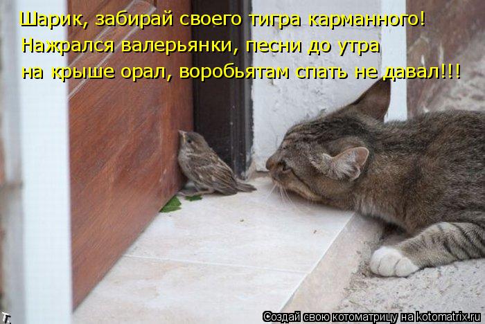 Шарик, забирай своего тигра карманного! Нажрался валерьянки, песни до утра на крыше орал, воробьятам... Котоматрица: Шарик, забирай своего тигра карманного! Нажрался валерьянки, песни до утра на крыше орал, воробьятам спать не давал!!!