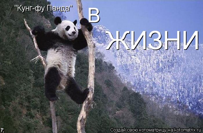 Котоматрица: "Кунг-фу Панда" В ЖИЗНИ
