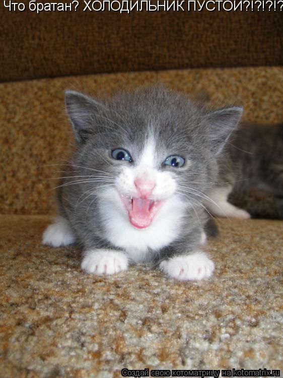Котоматрица: Что братан? ХОЛОДИЛЬНИК ПУСТОЙ?!?!?!?!??!?!?!