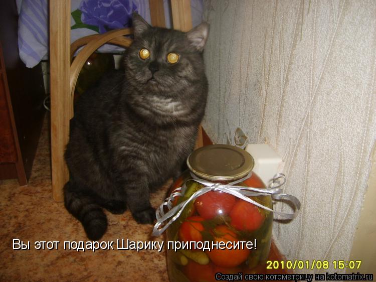 Вы этот подарок Шарику приподнесите!... Котоматрица: Вы этот подарок Шарику приподнесите!