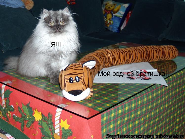 Мой родной братишка!! Я!!!... Котоматрица: Мой родной братишка!! Я!!!