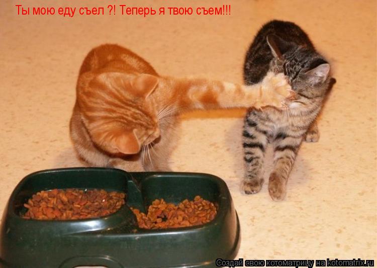 Котоматрица: Ты мою еду съел ?! Теперь я твою съем!!!