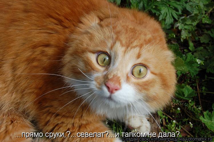 ...прямо сруки,?...севелат?...и тапком не дала?... Котоматрица: ...прямо сруки,?...севелат?...и тапком не дала?