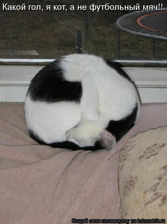 Котоматрица: Какой гол, я кот, а не футбольный мяч!!