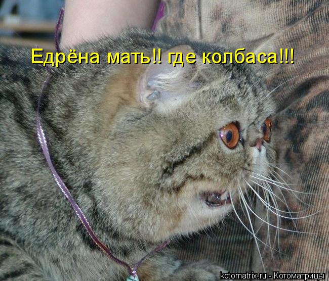 Котоматрица: Едрёна мать!! где колбаса!!!