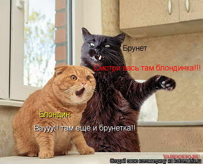 Котоматрица: Блондин Брунет Смотри вась там блондинка!!! Ваууу!! там ещё и брунетка!!