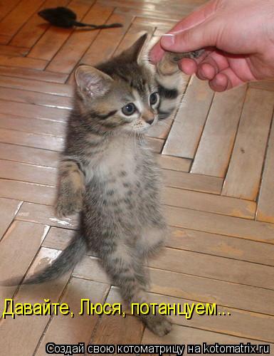 Давайте, Люся, потанцуем...... Котоматрица: Давайте, Люся, потанцуем...