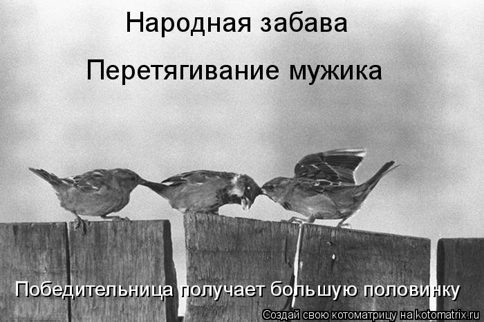 Котоматрица: Народная забава Перетягивание мужика Победительница получает большую половинку