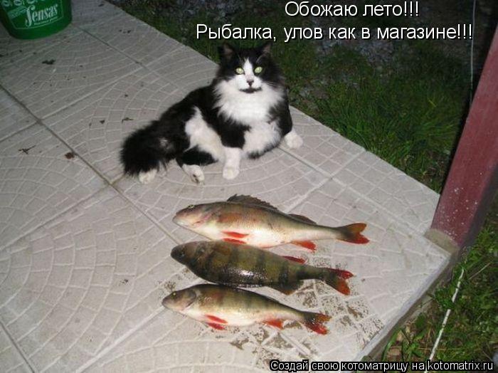 Обожаю лето!!! Рыбалка, улов как в магазине!!!... Котоматрица: Обожаю лето!!! Рыбалка, улов как в магазине!!!
