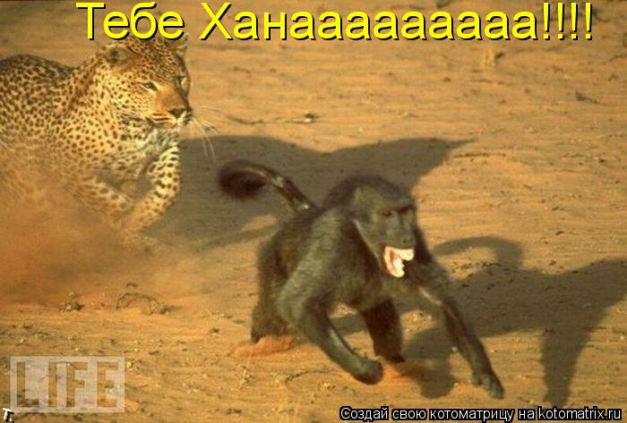 Тебе Ханааааааааа!!!!... Котоматрица: Тебе Ханааааааааа!!!!