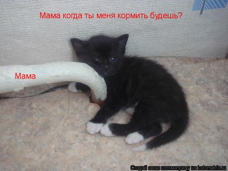 Мама когда ты меня кормить будешь? Мама... Котоматрица: Мама когда ты меня кормить будешь? Мама
