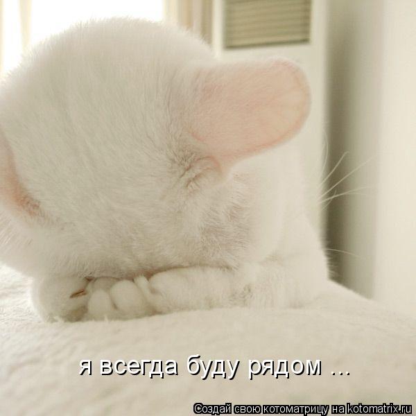 я всегда буду рядом ...... Котоматрица: я всегда буду рядом ...