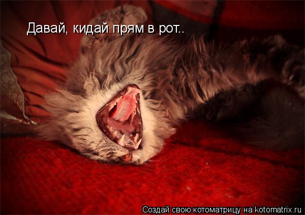 Давай, кидай прям в рот..... Котоматрица: Давай, кидай прям в рот..