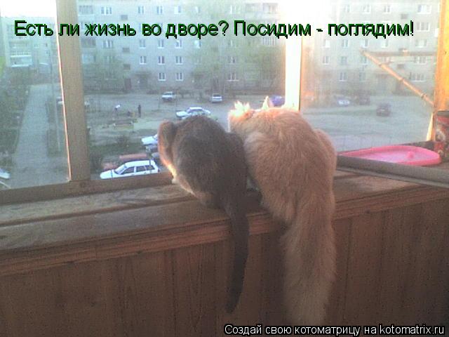 Есть ли жизнь во дворе? Посидим - поглядим!... Котоматрица: Есть ли жизнь во дворе? Посидим - поглядим!