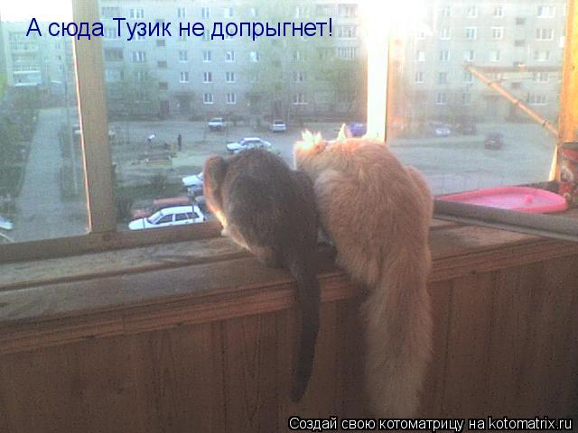 А сюда Тузик не допрыгнет!... Котоматрица: А сюда Тузик не допрыгнет!