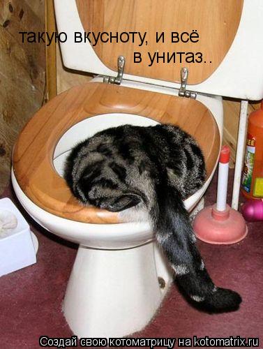 такую вкусноту, и всё в унитаз..... Котоматрица: такую вкусноту, и всё в унитаз..