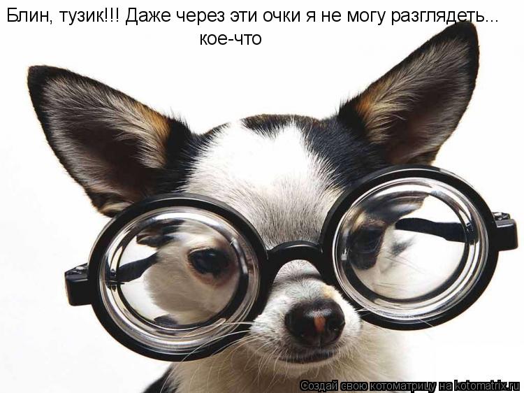 Блин, тузик!!! Даже через эти очки я не могу разглядеть... кое-что... Котоматрица: Блин, тузик!!! Даже через эти очки я не могу разглядеть... кое-что