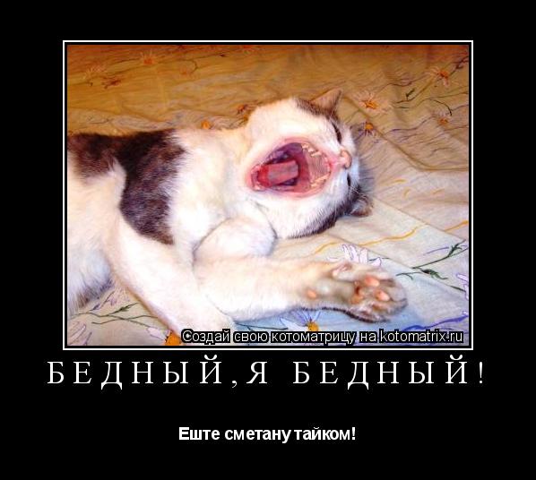 Котоматрица: Бедный,я бедный! Еште сметану тайком!