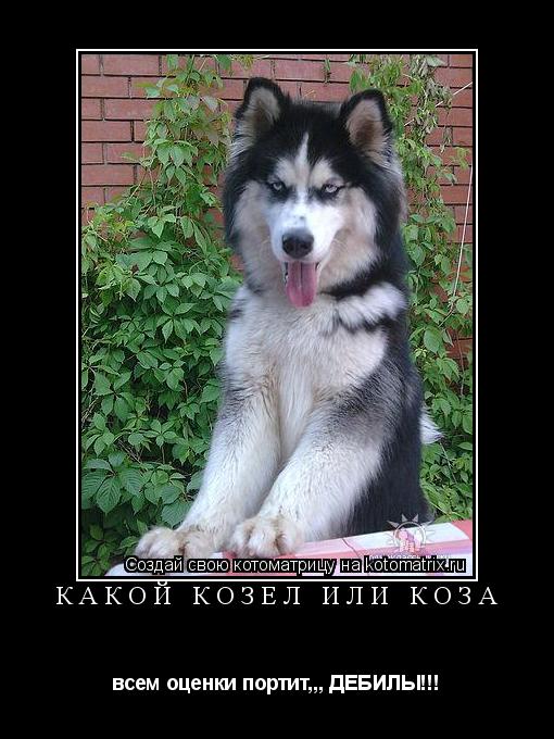 Котоматрица: какой козёл или коза всем оценки портит,,, ДЕБИЛЫ!!!