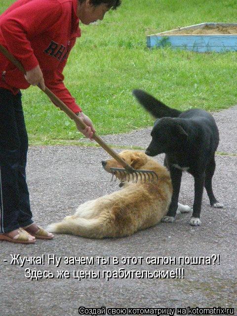 - Жучка! Ну зачем ты в этот салон пошла?! Здесь же цены грабительские!!!... Котоматрица: - Жучка! Ну зачем ты в этот салон пошла?! Здесь же цены грабительские!!!