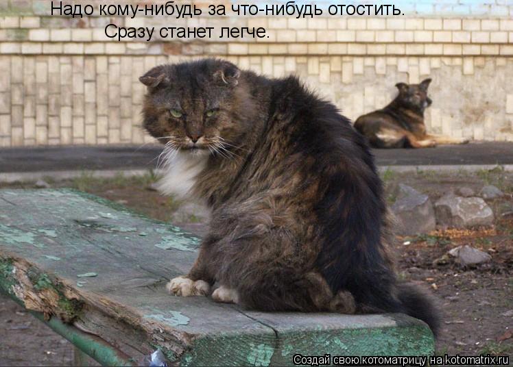 Котоматрица: Надо кому-нибудь за что-нибудь отостить. Сразу станет легче.
