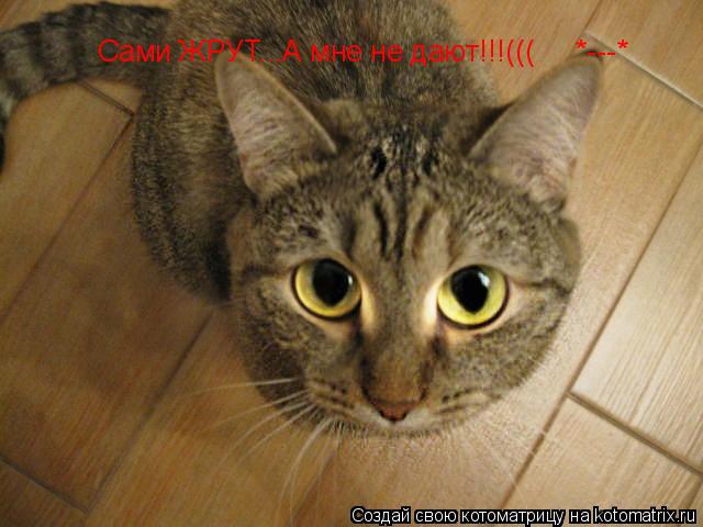 Котоматрица: Сами ЖРУТ...А мне не дают!!!(((     *---*