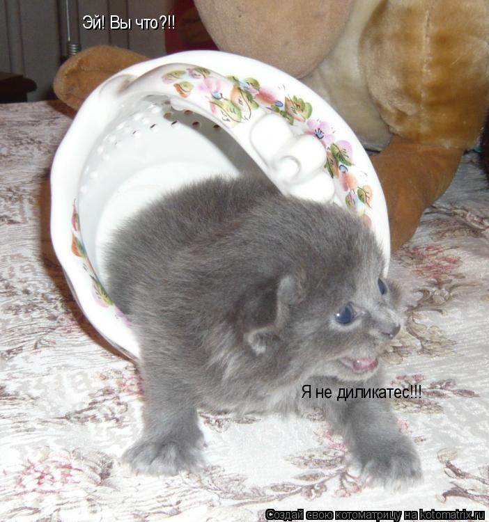 Котоматрица: Эй! Вы что?!!  Я не диликатес!!!