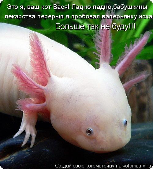Это я, ваш кот Вася! Ладно-ладно,бабушкины лекарства перерыл я,пробовал,валерьянку искал! Больше т... Котоматрица: Это я, ваш кот Вася! Ладно-ладно,бабушкины лекарства перерыл я,пробовал,валерьянку искал! Больше так не буду!!!