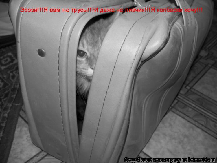 Котоматрица: Ээээй!!!Я вам не трусы!!!И даже не ливчик!!!Я колбаски хочу!!!