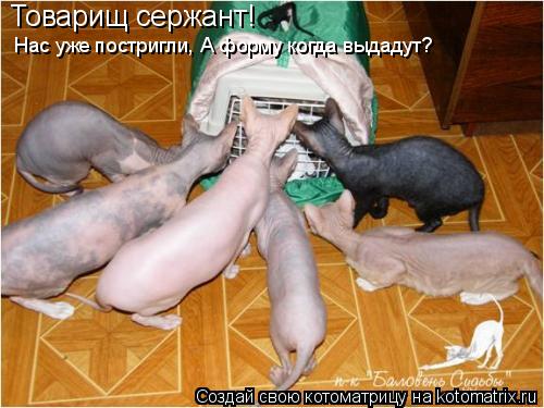 Товарищ сержант! Нас уже постригли, А форму когда выдадут?... Котоматрица: Товарищ сержант! Нас уже постригли, А форму когда выдадут?
