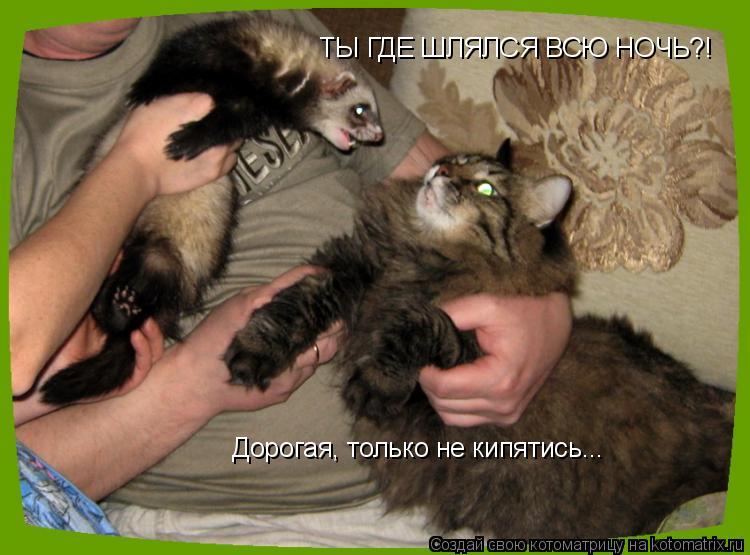 ТЫ ГДЕ ШЛЯЛСЯ ВСЮ НОЧЬ?! Дорогая, только не кипятись...... Котоматрица: ТЫ ГДЕ ШЛЯЛСЯ ВСЮ НОЧЬ?! Дорогая, только не кипятись...