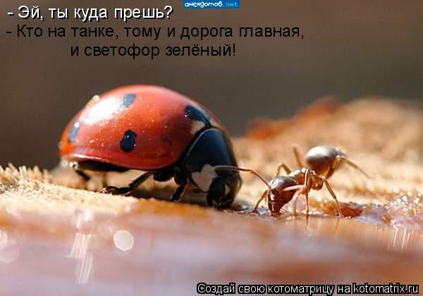 - Эй, ты куда прешь? - Кто на танке, тому и дорога главная, и светофор зелёный!... Котоматрица: - Эй, ты куда прешь? - Кто на танке, тому и дорога главная, и светофор зелёный!