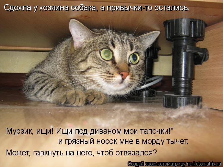 Сдохла у хозяина собака, а привычки-то остались… и грязный носок мне в морду тычет… «Мурзик, ищи! Ищи... Котоматрица: Сдохла у хозяина собака, а привычки-то остались… и грязный носок мне в морду тычет… «Мурзик, ищи! Ищи под диваном мои тапочки!" Может, гавкну