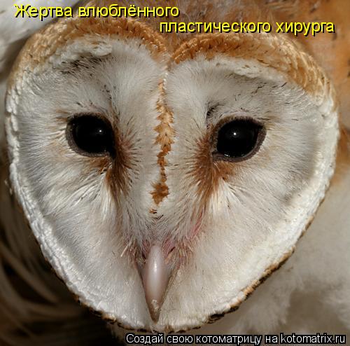Жертва влюблённого пластического хирурга... Котоматрица: Жертва влюблённого пластического хирурга