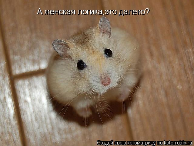 А женская логика,это далеко?... Котоматрица: А женская логика,это далеко?