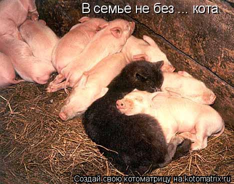 В семье не без ... кота... Котоматрица: В семье не без ... кота