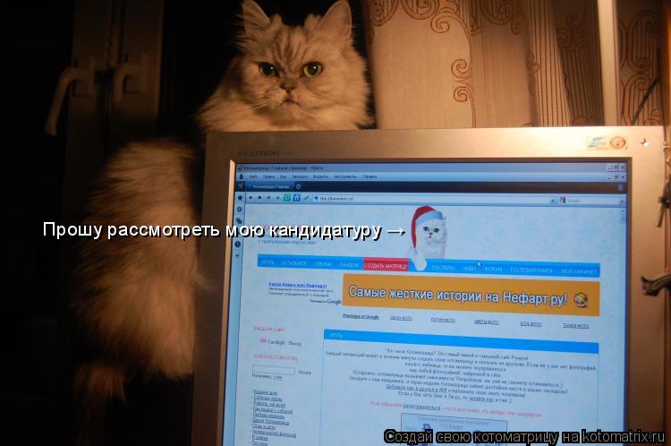 Котоматрица: Прошу рассмотреть мою кандидатуру &#8594;
